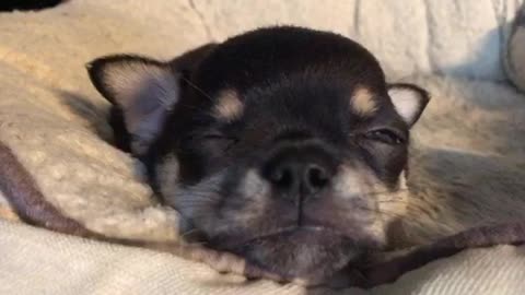 Chihuahua puppy gets a Rude awakening