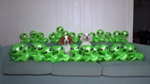 Dog vs Baby Aliens Invasion! Funny Dogs Maymo & Potpie Befriend Baby Aliens in UFO