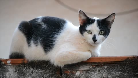 A domestic short-haired cat