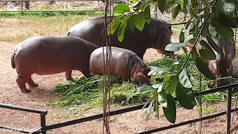 Hippo Family Eating Vegetables \How to Eating Hippopotamus \All About Hippos for Explain and funny