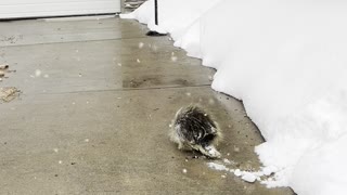 Cute Encounter with Porcupine Pal