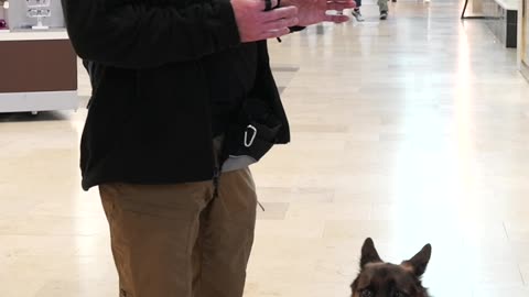 German Shepherd Off-Leash Heeling at the Mall