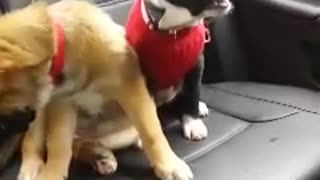 Puppy doesn't want to go to the vet!