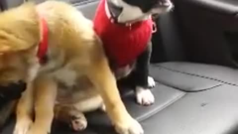 Puppy doesn't want to go to the vet!