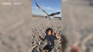 Don't feed seagulls, kids