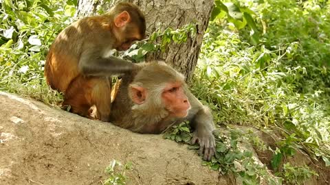 Watch this monkey loves cleanliness a lot