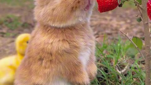 eating cute rabbit