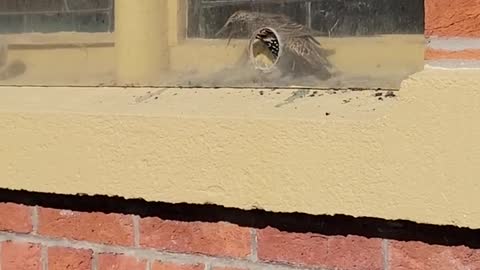 Trapped Bird Freed From Window || ViralHog