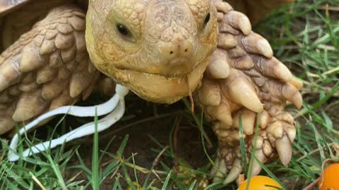 Tortoise Farts! Whilst enjoying orange tomatoes!