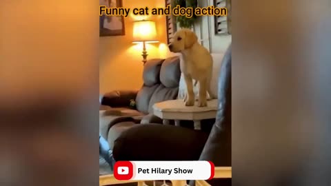 Fun with the Non-Stop Funniest Cat and Dog Video Funny animal video part-11 #shorts #short #viral