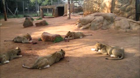 Sneaky lion cub attempts to snatch food from siblings