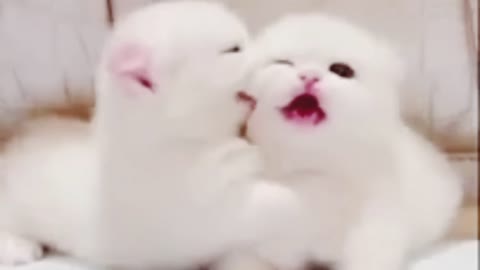 adorable cute kitten