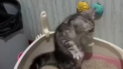 CAT TAKE A POOP