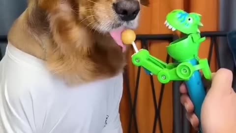 Dog Funny Video 😂 😂