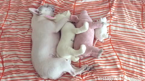 French Bulldog naps with all his friends