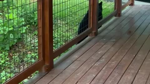 Black Bear Keeps People on Their Toes