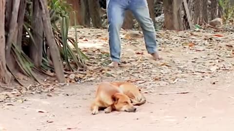 Troll Prank Dog Funny & fake Lion and Fake Tiger Prank To dog & Huge Box Prank to dog