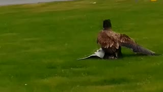 Eagle Vs. Seagull