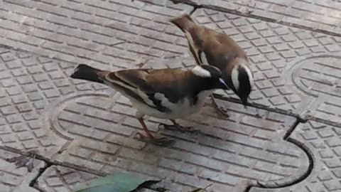 Birds feeding for surviving