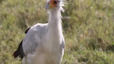Animal World - Secretary Bird - White Skin, Curled Eyelashes, Long Legs