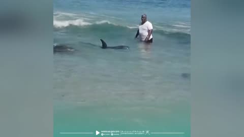 Seven Beached Dolphins Saved As Rescuer Pushes Them Back Out To Sea