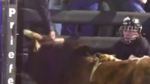 Powerful kick to the face from the bull