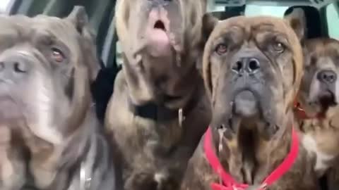 cane corso 🐕‍🦺🐕‍🦺🐕‍🦺