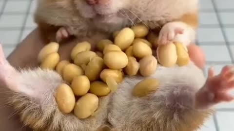 The Cutest Video Ever On The Internet...