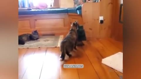 Funniest Animals 2023 😂 Funniest Cats and Dogs 😺🐶 Part 1 | Vita Animals