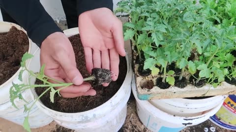 How to grow tomatoes in plastic barrel? Here is the answer The fruit is large and succulent