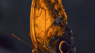 Beautiful butterfly 🦋 Amazing Beauty