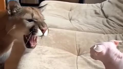 UNBELIEVABLE BOND: MAN AND HIS PET PUMA