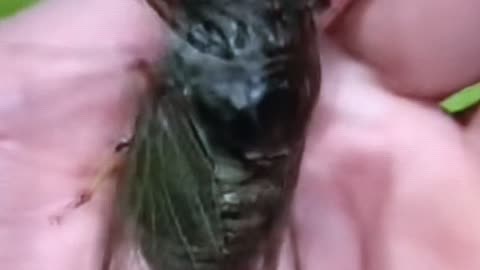 Cicada as an interesting bug?