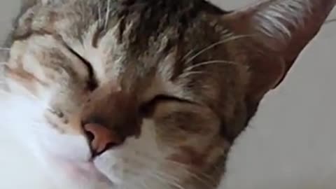 Cute cat pretend to sleep
