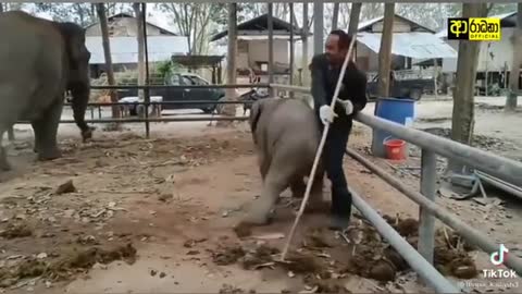 Kid Elephant funny