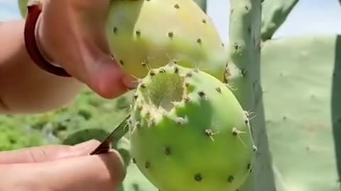 🍐🍐🍎🍎🍊🍑🍉🥝🥥Relaxing my friend cut the cactus - th fruit #Shorts #fruit