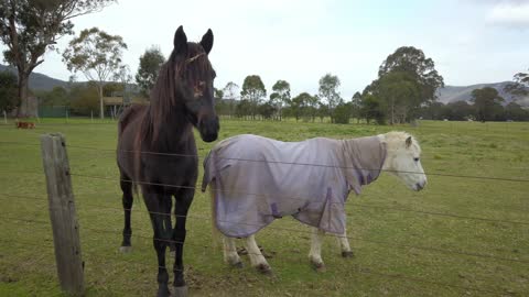 a black horse and white pony with horse blanket be