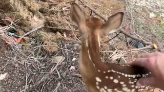 Petting A Doe In The Backyard