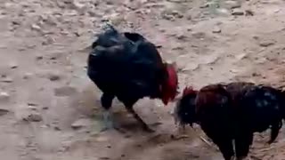 Fighter between two chickens in the village