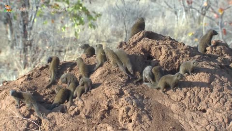 Farmyard Serenade: Buffalo, Cow, Chicken, Duck, Sheep, Goat - Harmonious Animal Chorus