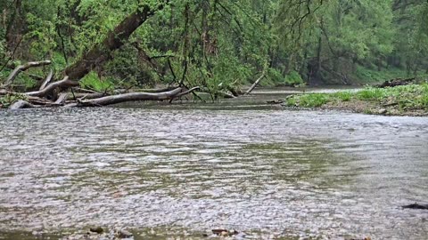 Soothing rain sounds by the river / beautiful nature sounds.