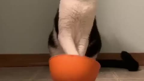 Cat saying I'm waiting for so long.....where is My food - Funny Animal Video