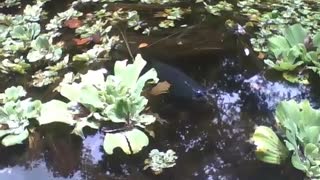 A black carp appears in the pond in the botanical garden, beautiful fish [Nature & Animals]