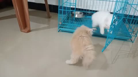 Persian cat playing 😊😊😊