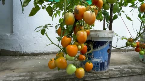 How to grow tomatoes in plastic containers