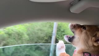 Goofball Corgi Puppy Can't Catch Car Air