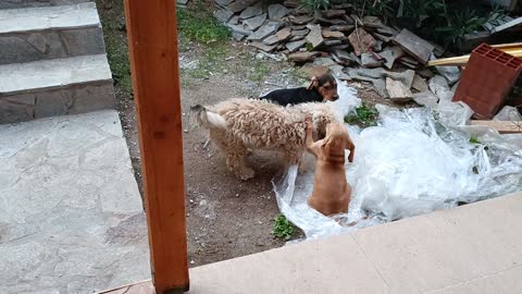 Cute puppies playing in the dirt will melt your heart