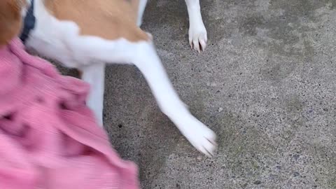 Naughty Beagle Steals a Blanket