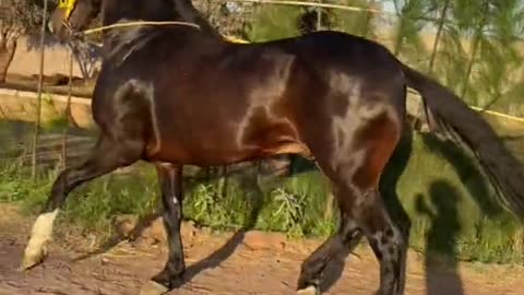 Cheval Marocain