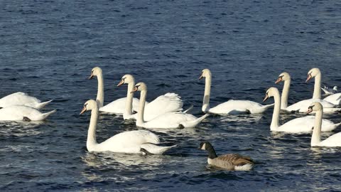 Swans Ducks